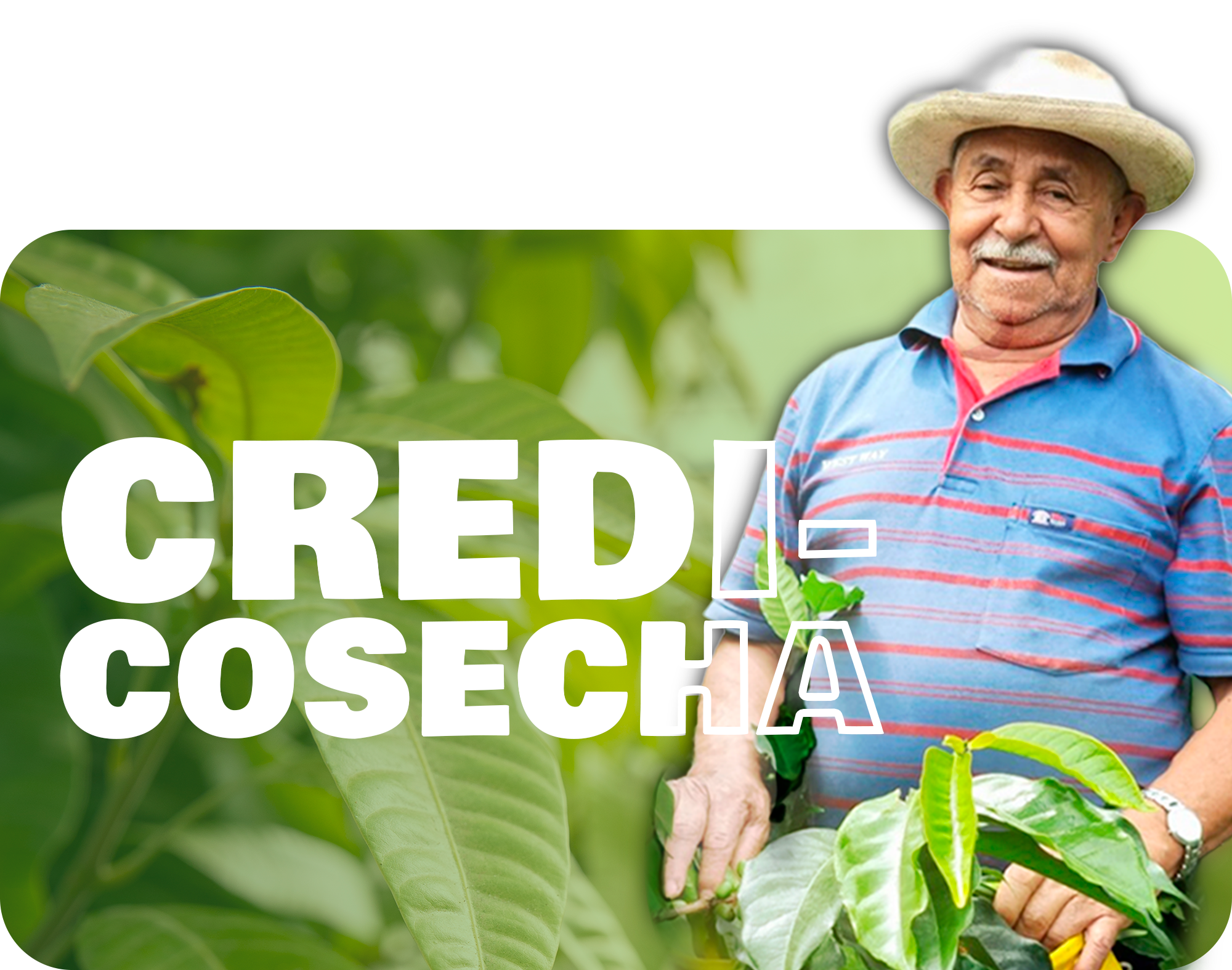 Credicosecha